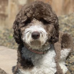 CoCo - Golden Retriever