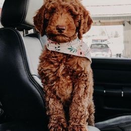 Willow - Goldendoodle