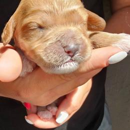 Dogzilla - Golden male Cockapoo puppy in Indiahoma, Oklahoma from Phamily Doodles