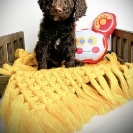 Toodles - Chocolate male Goldendoodle puppy in from Pink Poodles and Doodles