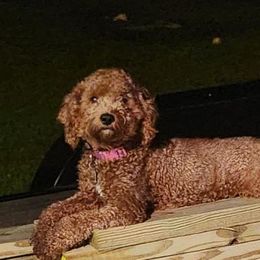 Sadie - Goldendoodle