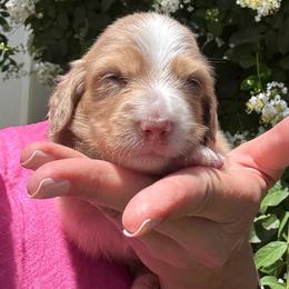 Green collar - Dapple male Dachshund puppy in Cherry Valley, California from Sugar and Spice Dachshunds