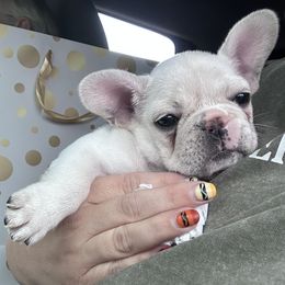 Luna - Cream female French Bulldog puppy in Greenfield, Missouri from Hope Mountain French Bulldogs