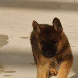 German Shepherd Puppies from Vom Haus Denfors K9