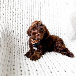 Morgana - Chocolate female Goldendoodle puppy in Springville, Utah from Happy Doodle