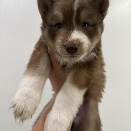 Eclipse - Red and white female Siberian Husky puppy in Manteca, California from Wolves with Amor