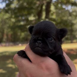George - Black male Brussels Griffon puppy in Oklahoma from Lavish Griffons