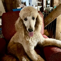 Lilly - Goldendoodle