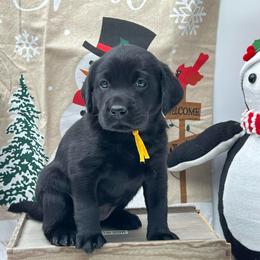Yellow - Black female Labrador Retriever puppy in Heath Springs, South Carolina from Rich Hill Retrievers