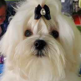Maltese from Diamond Stars Maltese