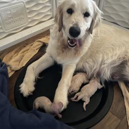 2nd Pick - Light golden male Golden Retriever puppy in Monroe, Tennessee from Dale Hollow Goldens