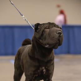 Chinese Shar-Pei puppies from Eihpos Shar-Pei