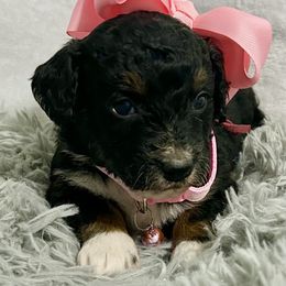 Tootsie - Tri-color female Bernedoodle puppy in Lancaster, Missouri from Cavapoo Acres