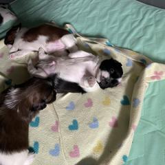 Shorkie Puppies from Strong Puppies