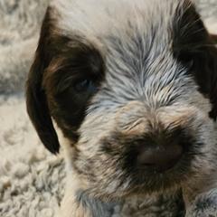 Boy 5 - Spinone Italiano puppy in Alachua, Florida from Asperida Dachshunds and Spinoni