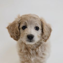 Vizzini - Cream male Goldendoodle puppy in Pleasant Grove, Utah from Canterbury Canines