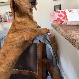 Lacey - Dachshund