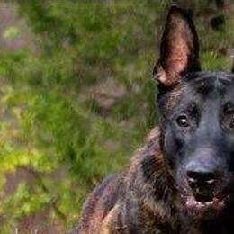 Belgian Malinois and xDutch Shepherds from Ruach Kaizen Malinois
