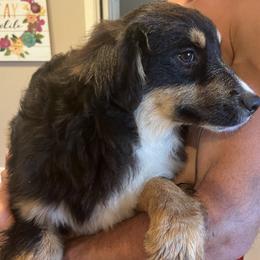 Boy 4 - Black tri male Miniature Australian Shepherd puppy in Oroville, California from Puppy Love Ranch Mini Aussies