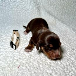 Winnie - Chocolate and tan female Dachshund puppy in Stilwell, Oklahoma from Mountain Top Dachshunds