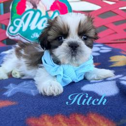 B.B.  aka baby boy - Black gold and white male Shih Tzu puppy in Hemet, California from Aloha Shih Tzu