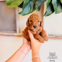 Pearl - Red  female Goldendoodle puppy in Elizabethtown, Kentucky from Reddy Poodles & Doodles