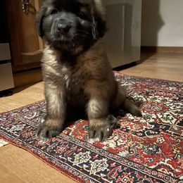 Leonberger Puppies from Inglenook Kennel