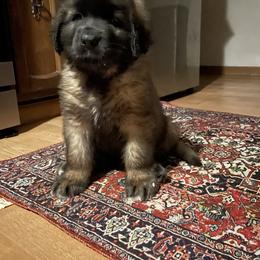 Leonberger Puppies from Inglenook Kennel