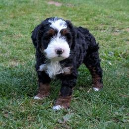 Shamrock (Rocky) - Tri-color male Bernedoodle puppy in Reinholds, Pennsylvania from Mountain Top Bernedoodles