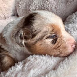 Buttons - Red merle male Australian Shepherd puppy in Ramona, California from Blue Moon Aussies