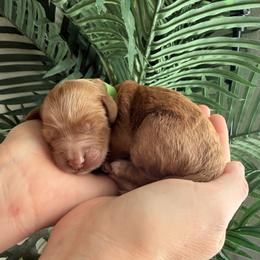 Green Collae - Red female Assorted Doodle Crosses puppy in Marysville, California from Dailey Doodles and Dachshunds