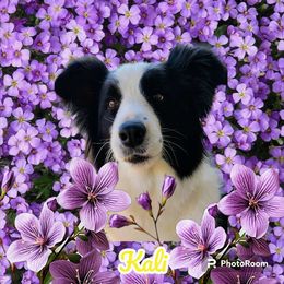 Kali - Border Collie