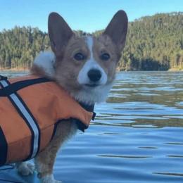 Aussiedoodles, French Bulldogs, Golden Retrievers, and Pembroke Welsh Corgis from Dannielle Coats