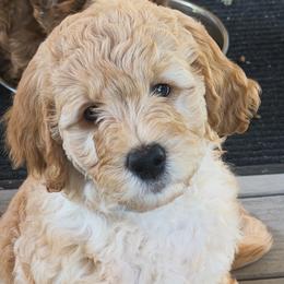 Goldendoodle Puppies from Rosie's Doodle Den