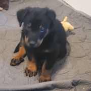 Girl 2B - Black and tan female Beauceron puppy in Vale, North Carolina from Von Katzenstein Kennel