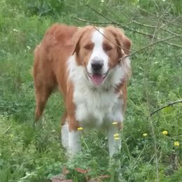 Patton - English Shepherd