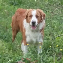 Patton - English Shepherd