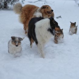 Collie Puppies from Circle H Farm