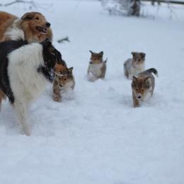 Collie Puppies from Circle H Farm