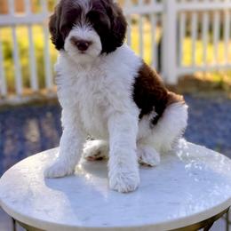 Boy 3 - Brown and white male Bernedoodle puppy in Salt Lake County, Utah from Coco Avenue Pups