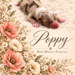 Poppy - Red merle female Miniature Australian Shepherd puppy in Cave Creek, Arizona from Arizona Aussies