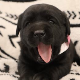 Fern - Black female Labrador Retriever puppy in Camden, Indiana from Camden's Caring Canines