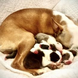 Boston Terriers and Chihuahuas from Itty Bitty Boston & Chi Co, Veteran Owned