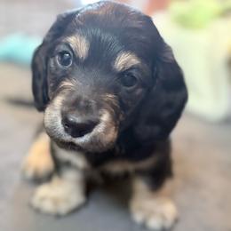 Drago - Black and cream male Dachshund puppy in Caulfield, Missouri from Hocomo Hollow Doxies