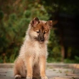 Nenet Herding Laika and Yakutian Laika Puppies from Mystic Winds Kennel