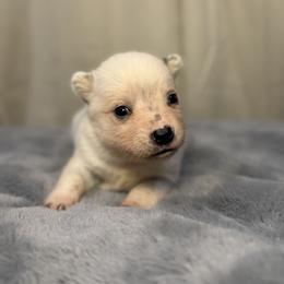 Arcee - Blue female Australian Cattle Dog puppy in Rosharon, Texas from 4Surge Cattle Dogs