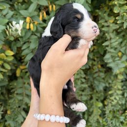 Dustin - Tri-color male Bernedoodle puppy in Gilbert, Arizona from Gilbert Bernedoodles & Whoodles