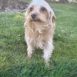 Yorkipoo puppies from Blueberry Brook Yorkies