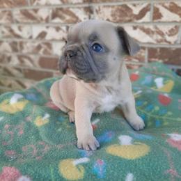 Denver - Blue fawn male French Bulldog puppy in Houston, Missouri from Pistol Creek Puppies