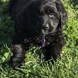 Female Purple - female Golden Mountain Dog puppy in Tacoma, Washington from Canyon Meadows Farm